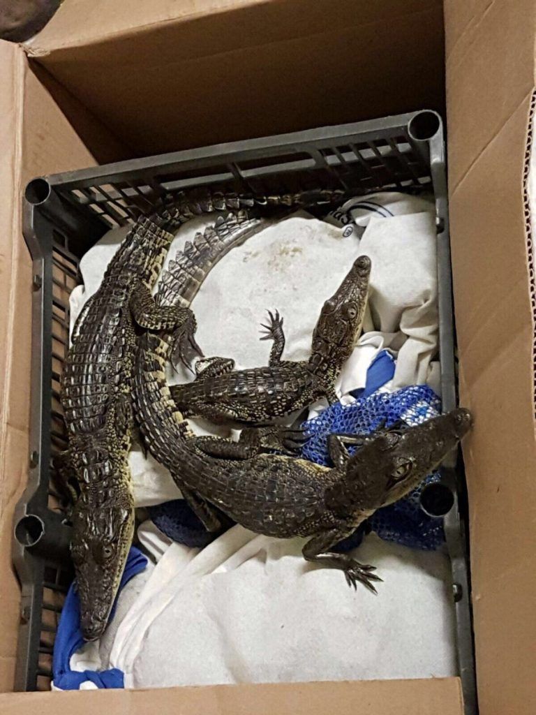 Aseguran 172 cocodrilos, tortugas e iguanas en la TAPO - cocodrilos-768x1024