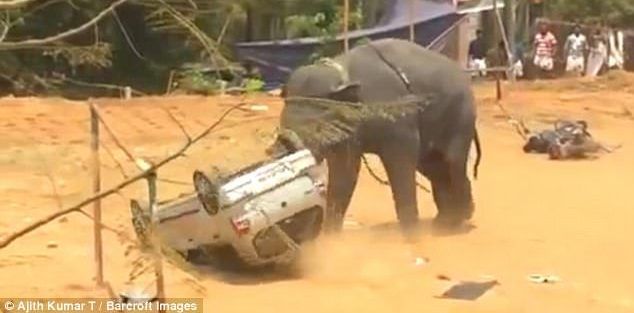 #Video Elefante ataca festival en India