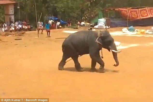 #Video Elefante ataca festival en India - elefante-2