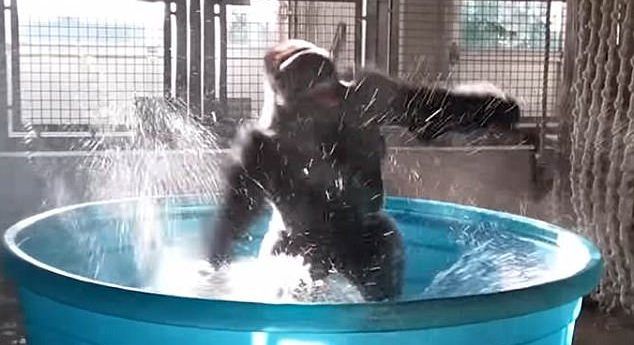 #Viral Gorila baila en alberca