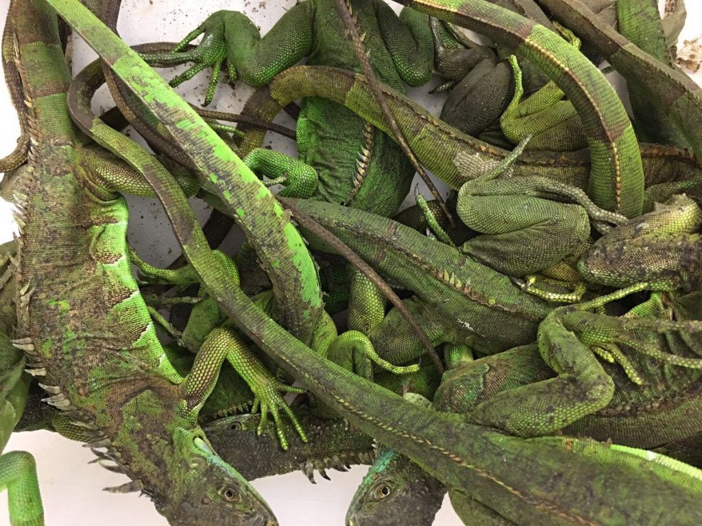 Aseguran 172 cocodrilos, tortugas e iguanas en la TAPO - iguanas-1024x768