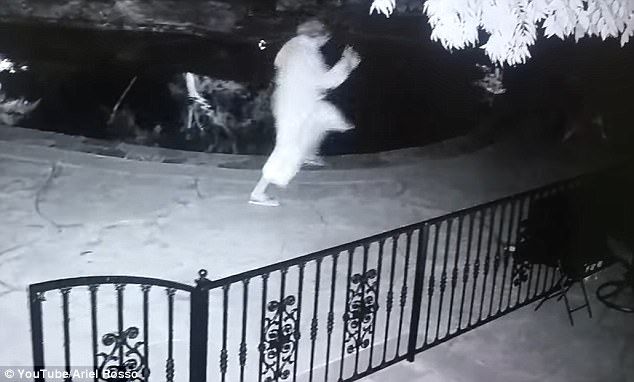 #Video Mujer sujeta una víbora creyendo que era un juguete