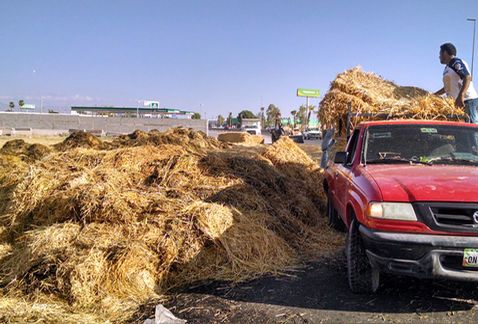 Se incendia tráiler con avena en Gómez Palacio
