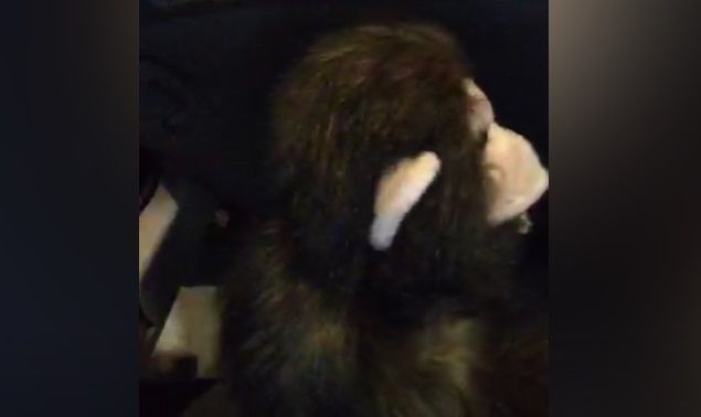 #Video Sujeto roba celular durante transmisión en Periscope