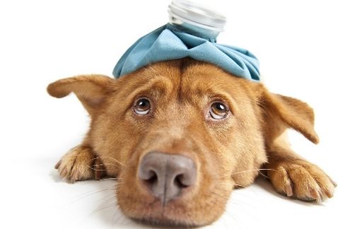 ¿Qué es la ‘tos de perreras’?