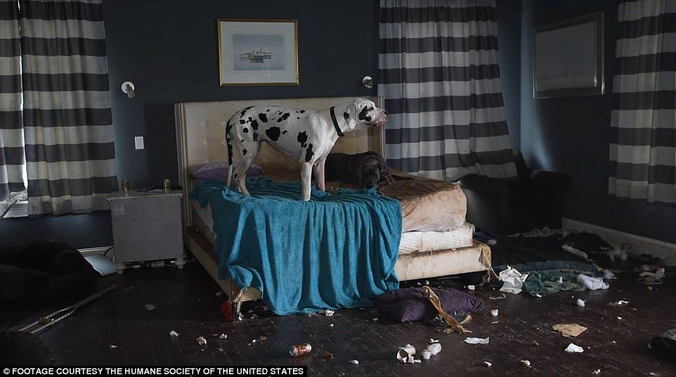 Rescatan a 84 gran danés de mansión en EE.UU.