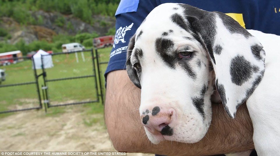 Rescatan a 84 gran danés de mansión en EE.UU. - perros-10-