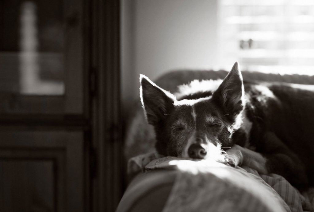 Las 10 mejores fotografías de perros - perros-10-1-1-1024x690