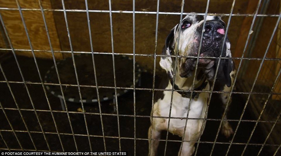 Rescatan a 84 gran danés de mansión en EE.UU. - perros-2