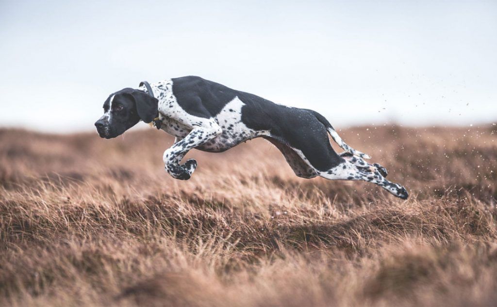 Las 10 mejores fotografías de perros - perros-7-1-1024x634