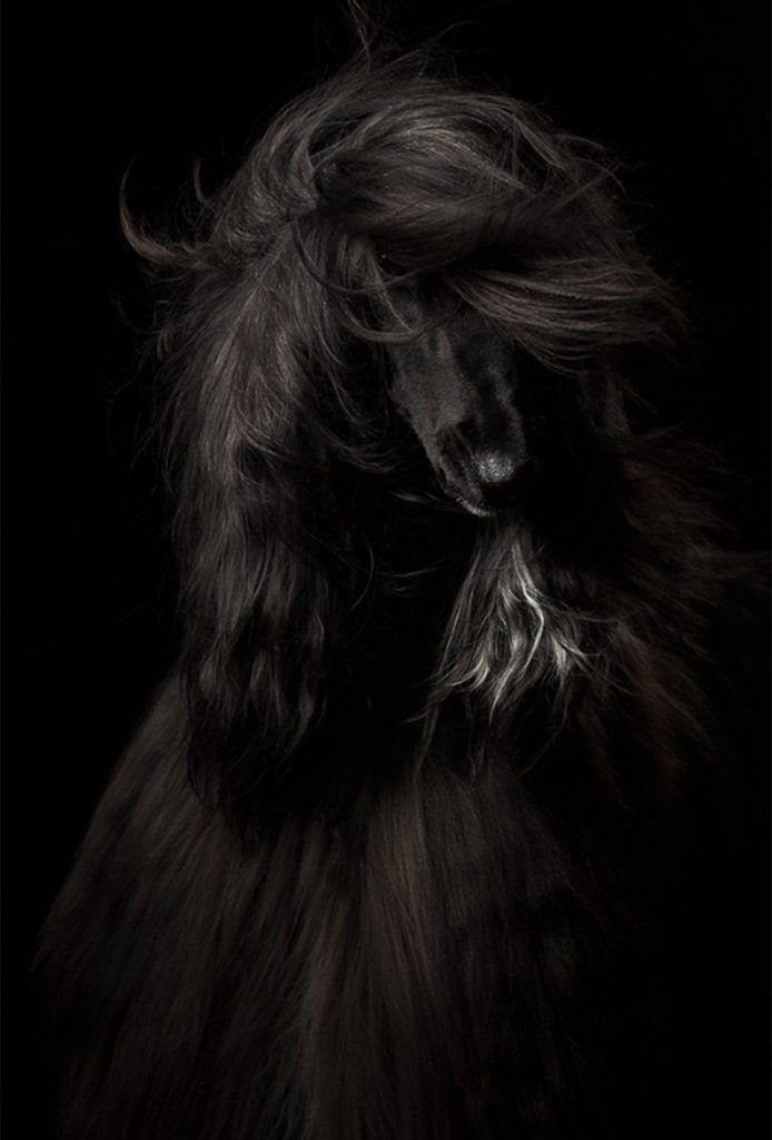 Las 10 mejores fotografías de perros - perros-8-1-694x1024