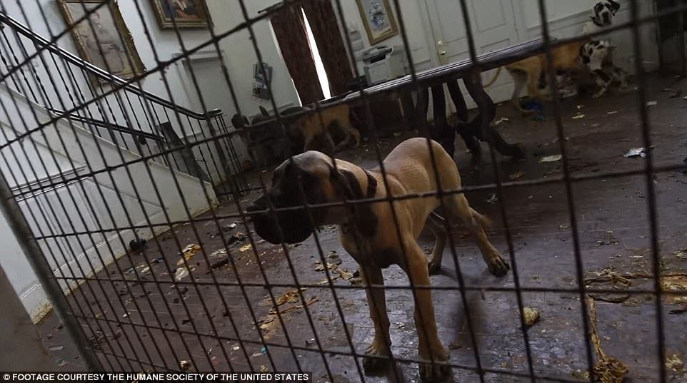 Rescatan a 84 gran danés de mansión en EE.UU. - perros-8