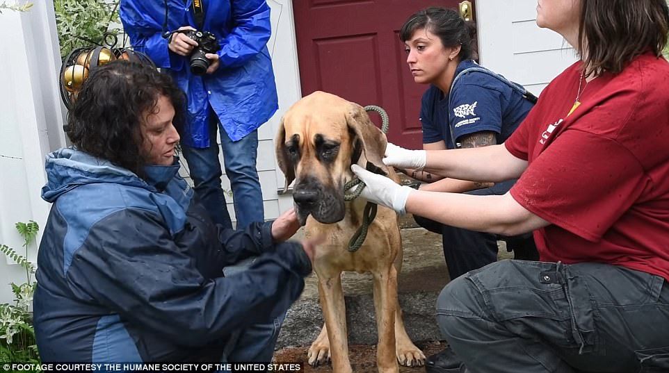 Rescatan a 84 gran danés de mansión en EE.UU. - perros-9-