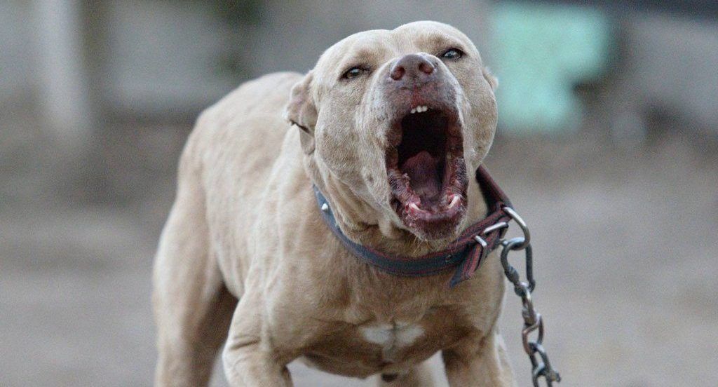 Perra pitbull ataca a niño de seis años en el Centro