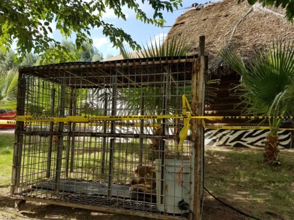Rescatan a puma que deambulaba en la ciudad de Chihuahua