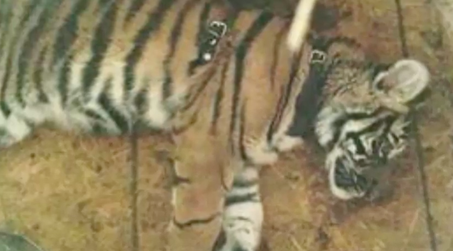 Policía Federal rescata tigre de bengala en Chiapas