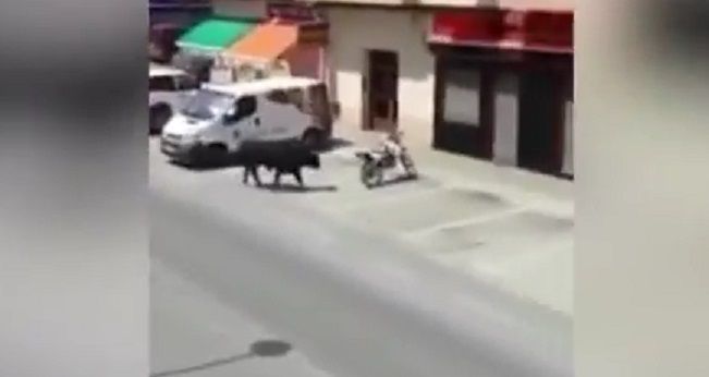 #Video Toro causa destrozos en calles de España