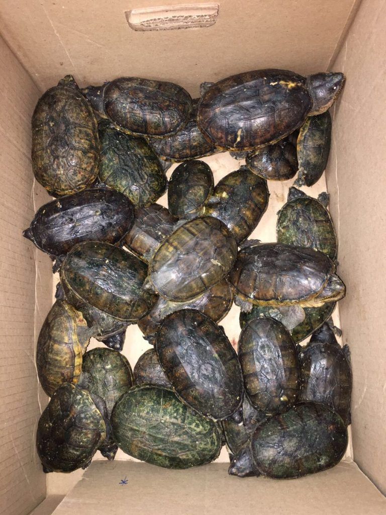 Aseguran 172 cocodrilos, tortugas e iguanas en la TAPO - tortugas-768x1024