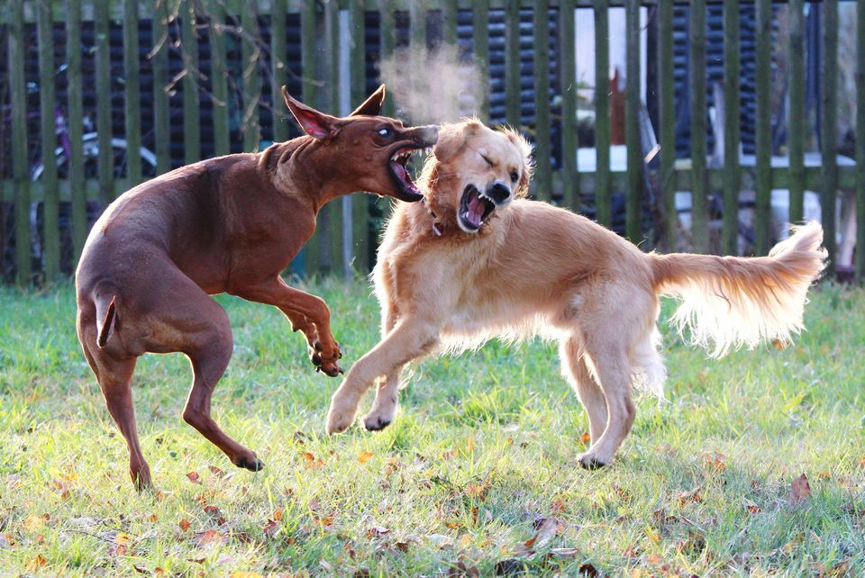 Cárcel para organizadores o espectadores de peleas de perros - two-dogs-fighting-on-lawn-557214653-587d6ef33df78c17b648eb73