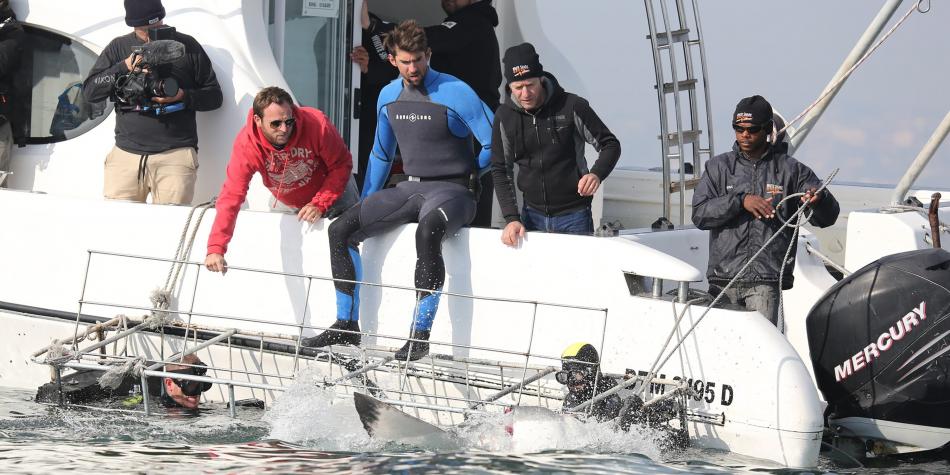 #Video Tiburón blanco vence a Phelps - 5972c6abebc0b