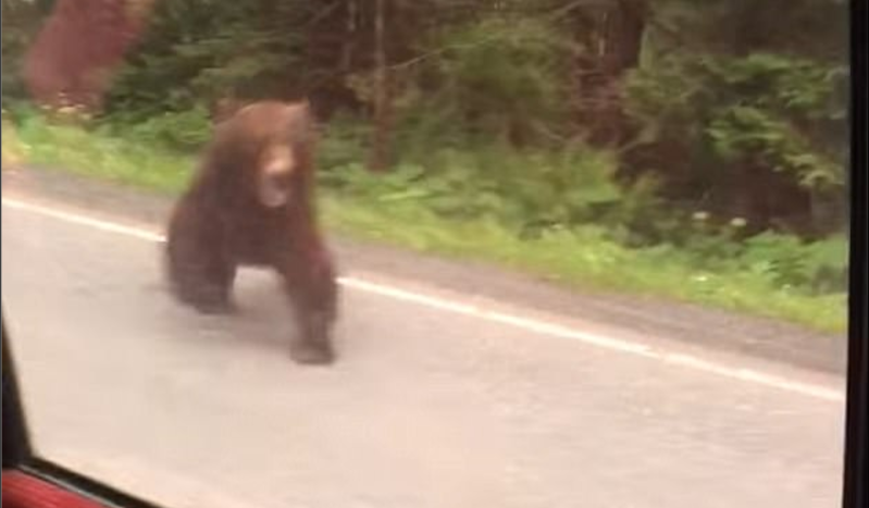#Video Oso grizzly intenta atacar a conductor