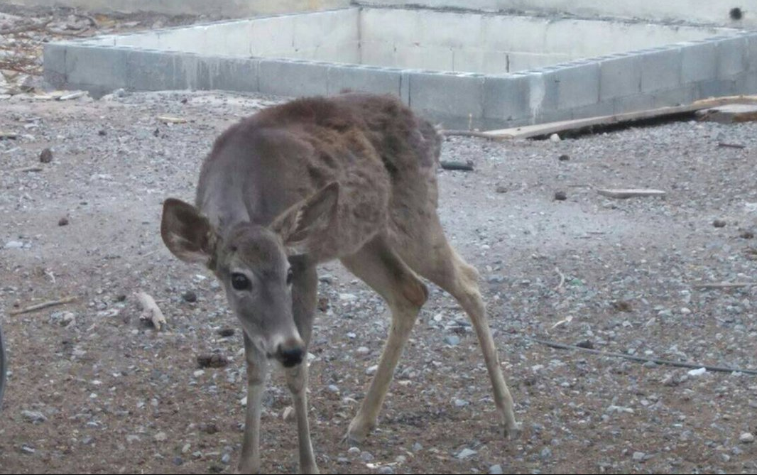 Profepa interpone queja por desaparición de 12 venados cola blanca