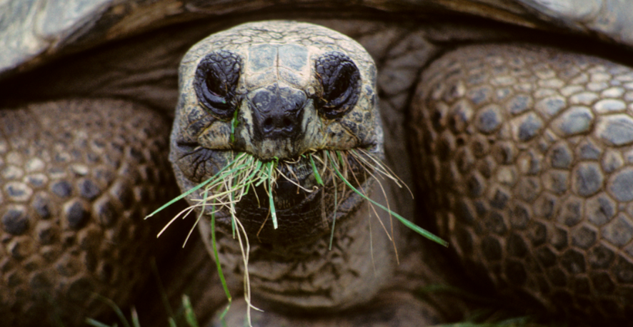 Roban tortuga de 100 años en Nueva York