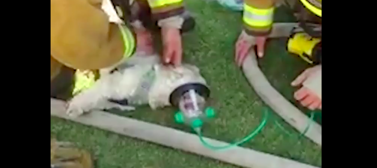 #Video Bomberos reaniman a perro tras incendio