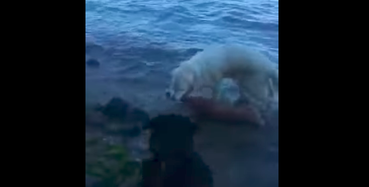 Video: perro se tira al mar para rescatar a venado