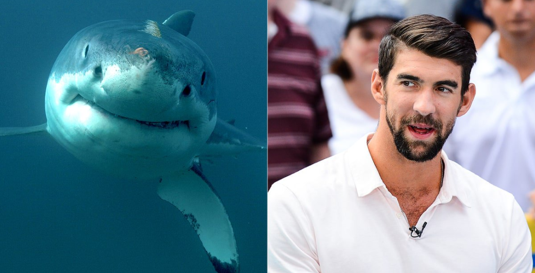 #Video Tiburón blanco vence a Phelps