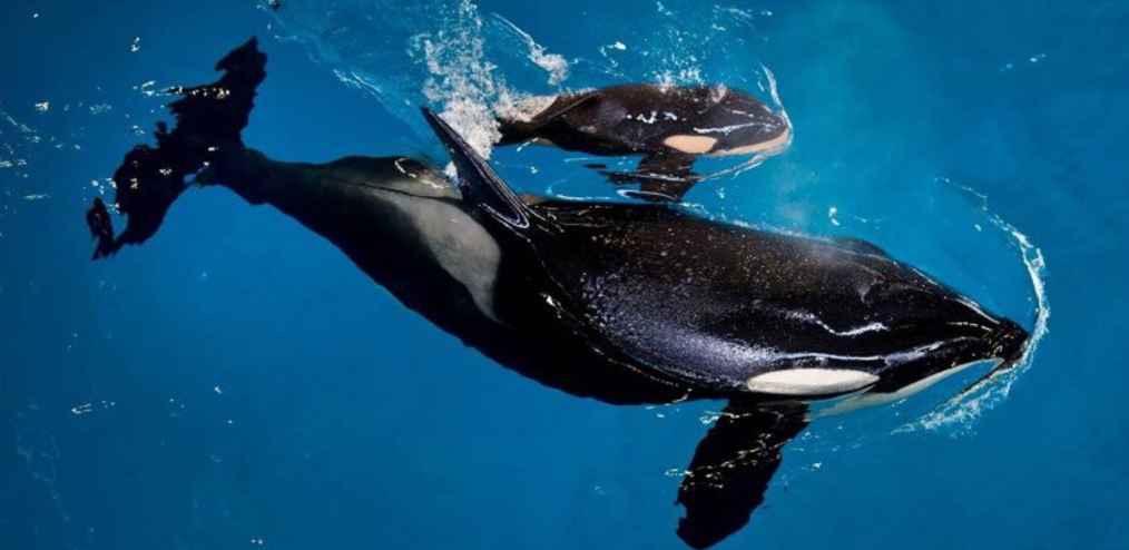 Muere ballena en Sea World Muere ballena en Sea World