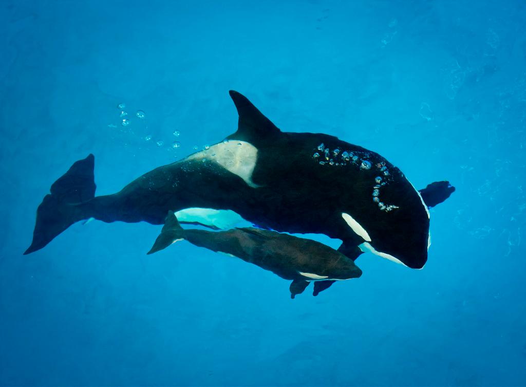 Muere ballena en Sea World - DFiDuFkWAAA6jPb
