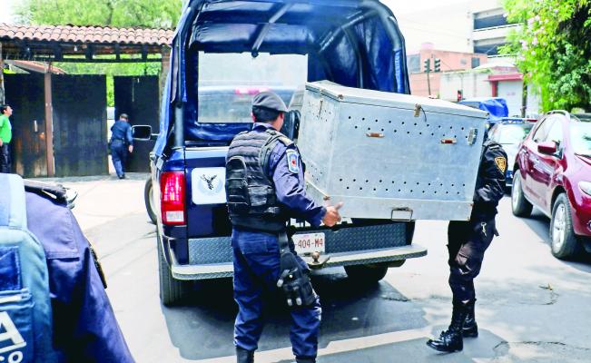 Dueño de perros que mataron a niña podría evitar ir a la cárcel Dueño de perros que mataron a niña podría evitar ir a la cárcel