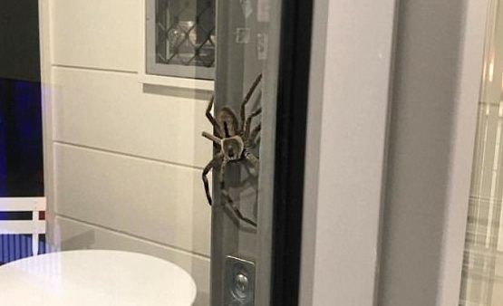 #Video Araña gigante en vivienda de Australia - Esparásido-2-Daily-Mail-e1501078697479