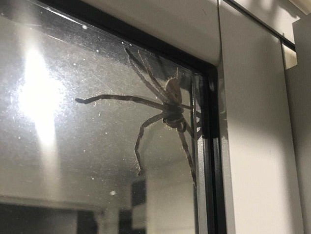 #Video Araña gigante en vivienda de Australia - Esparásido-3-Daily-Mail-e1501078585973