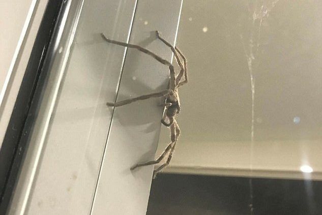 #Video Araña gigante en vivienda de Australia