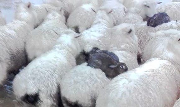 #Viral Conejos salvajes suben a espaldas de ovejas para evitar ahogarse