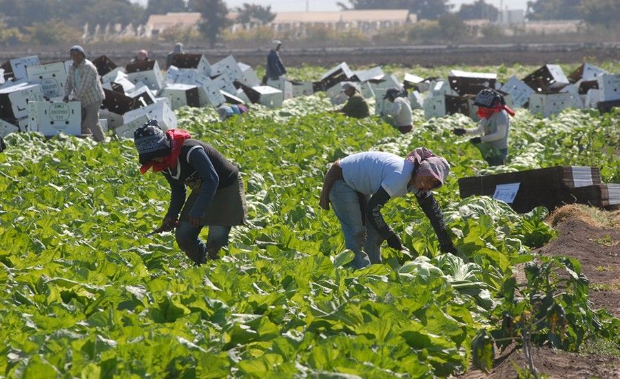 Estados Unidos trabaja en programa para jornaleros migrantes