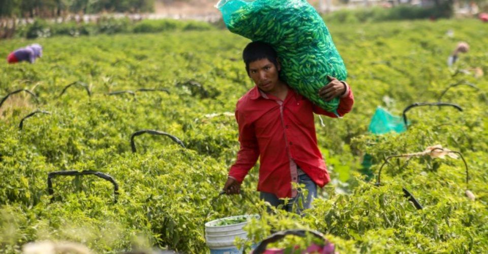 Estados Unidos trabaja en programa para jornaleros migrantes - Jornaleros_Michoacan-960x500