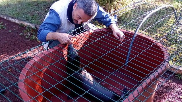 Rescatan a lobo marino abandonado en Michoacán