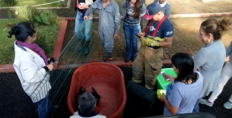 Rescatan a lobo marino abandonado en Michoacán - Lobo-Marino-Foto-de-Quadratín