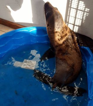 Rescatan a lobo marino abandonado en Michoacán - Lobo-Marino-MiMorelia-e1501020684372