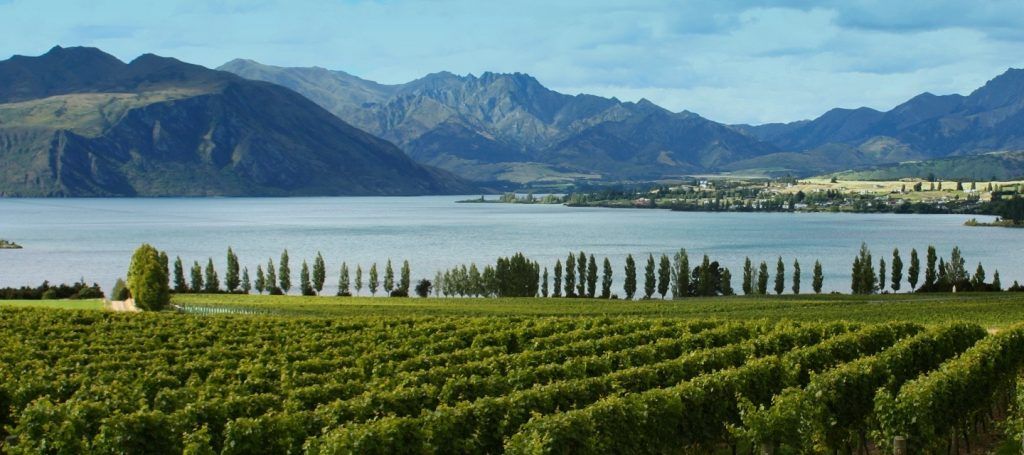 #Viral Conejos salvajes suben a espaldas de ovejas para evitar ahogarse - Otago_header-1024x455