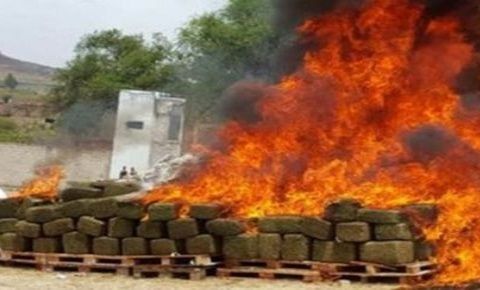 PGR destruye 17 toneladas de precursores químicos en Celaya