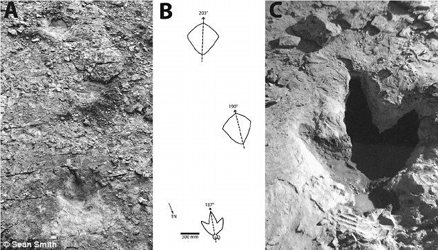 Especialistas estiman la velocidad que tenían los tiranosaurios - Trex-Daily-Mail