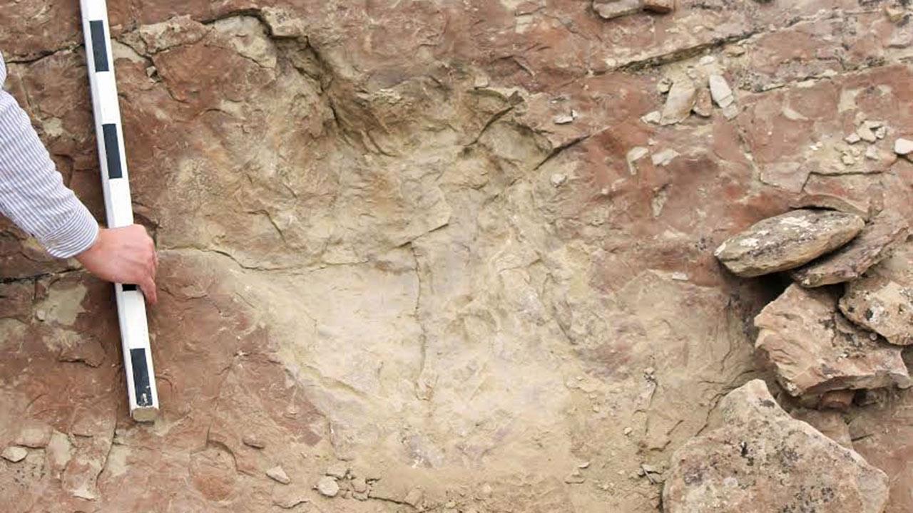 Especialistas estiman la velocidad que tenían los tiranosaurios - Trex-Revista-Science
