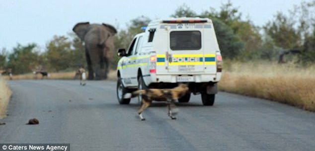 #Video Elefante espanta a grupo de hienas en Sudáfrica