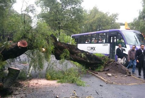 Cierran Mariano Escobedo por caída de árbol