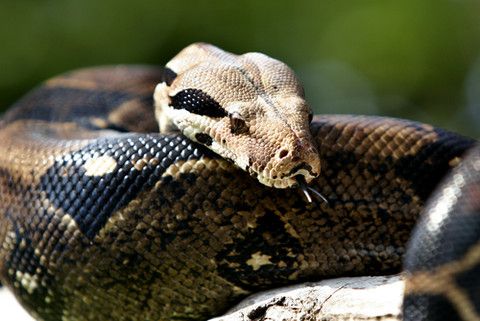 Serpiente ataca a mujer en Estados Unidos