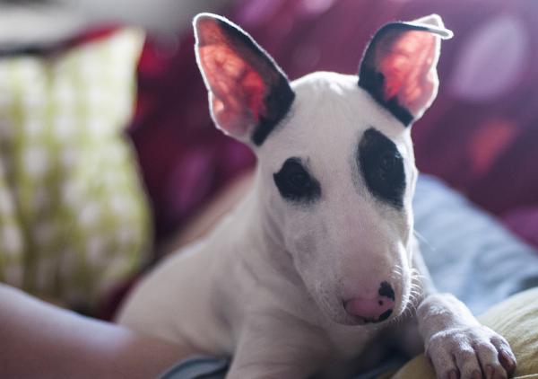 Los perros más robados en la Ciudad de México - bull-terrier-inglés